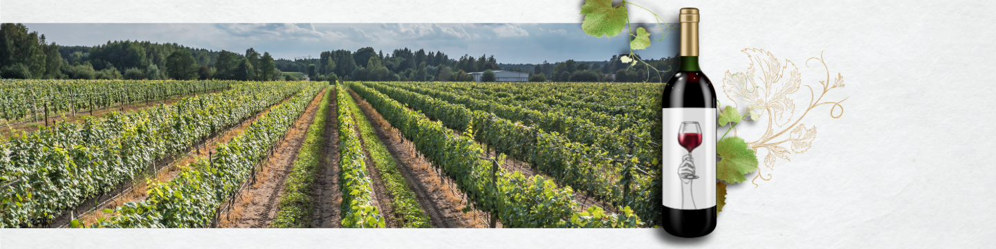 Degustacja win z Winnicy Turnau