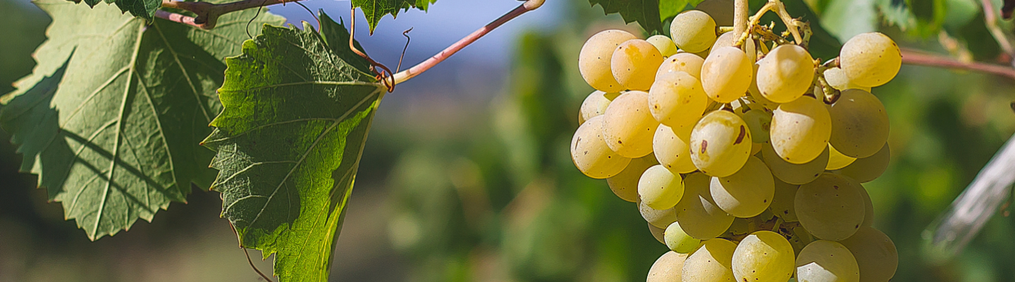 Kieliszek wina z Bridget Jones - degustacja Chardonnay			