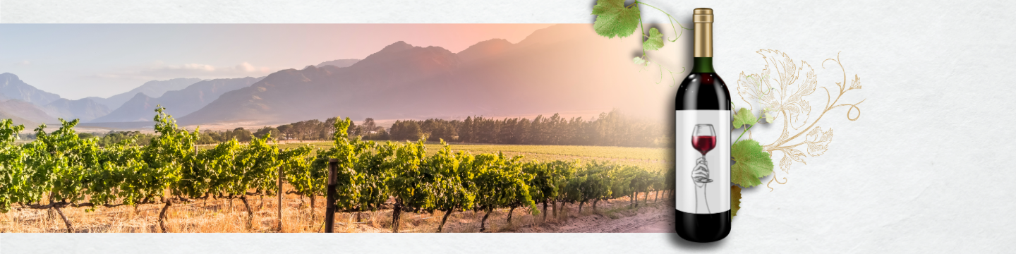 Masterclass z winami z Południowej Afryki - gość specjalny