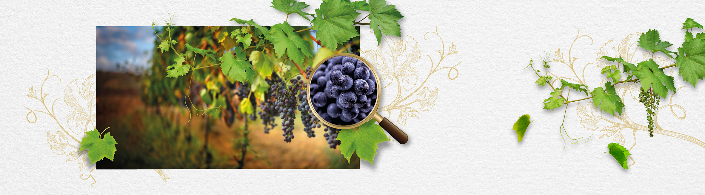 Winowersytet cz.2- Na tropie winnych szczepów