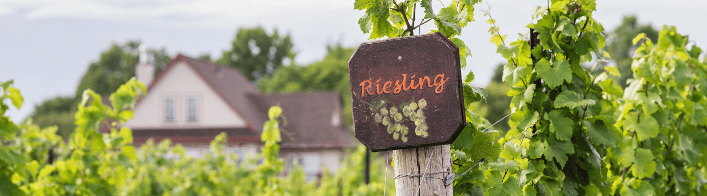 Wina Ze Szczepu Riesling - 2