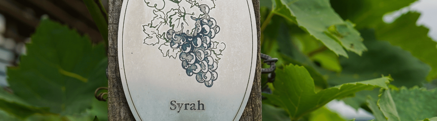 Wina Ze Szczepu Syrah