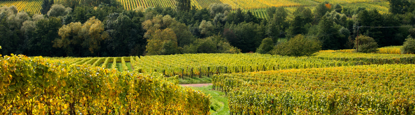 Alzacja, Crémant d'Alsace AP