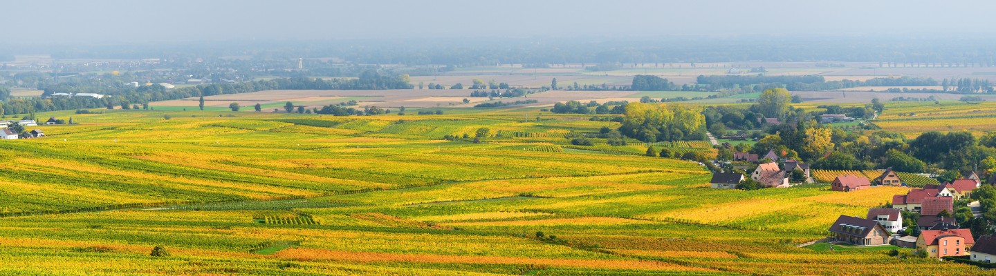 Alzacja, Vin d'Alsace AP