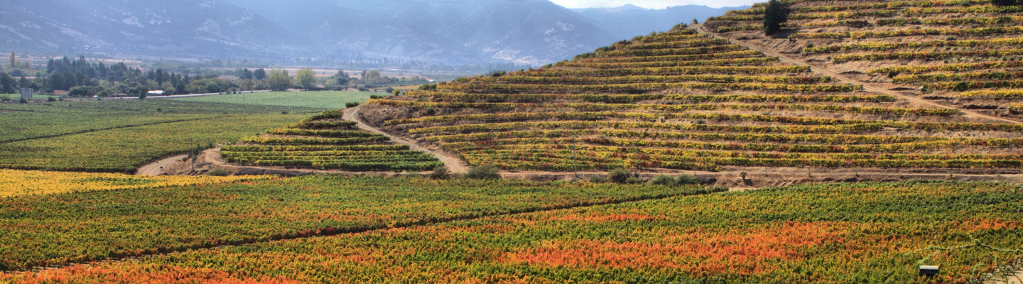 Dolina Centralna, Colchagua Valley DO