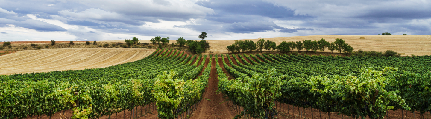 Kastylia i León, Ribera del Duero DO