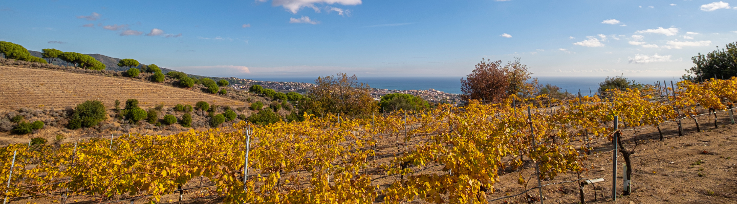 Katalonia, Catalunya DO