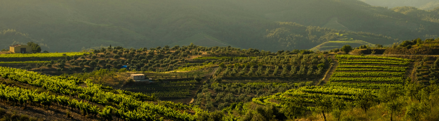 Katalonia, Priorat DOQ