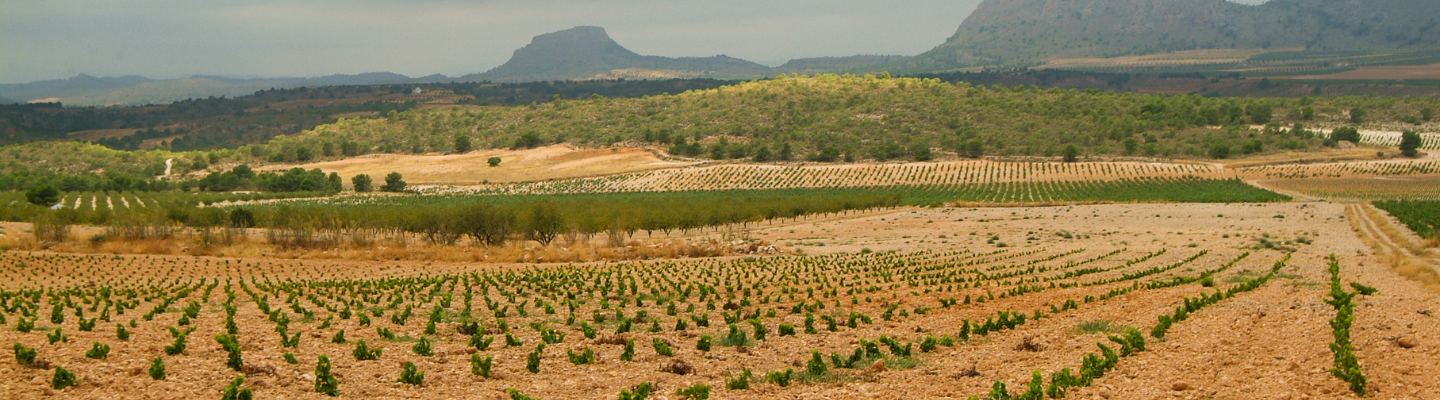 Murcja, Jumilla DO