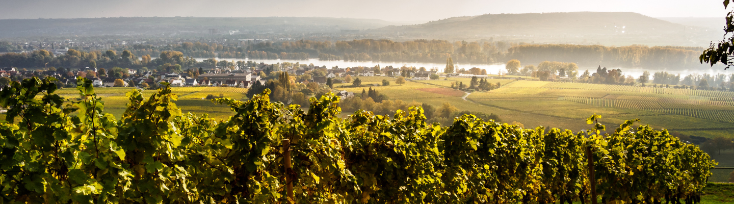 Rheingau, Rheingau Qba