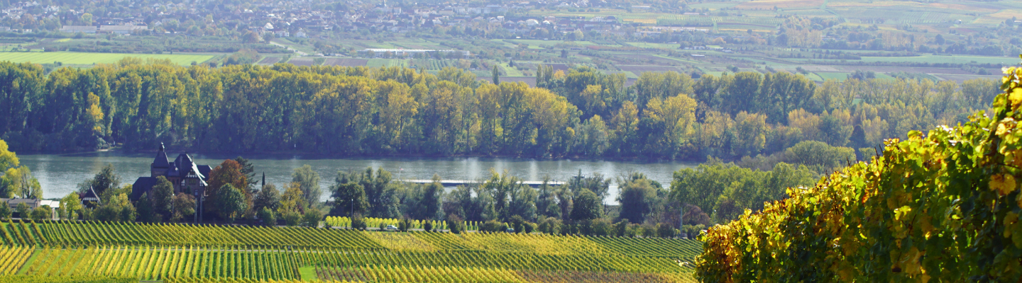 Rheingau, Rheingau QmP