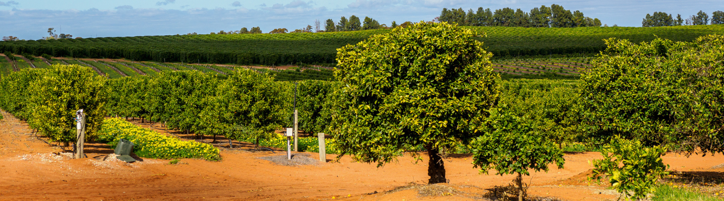 South Australia, Clare Valley