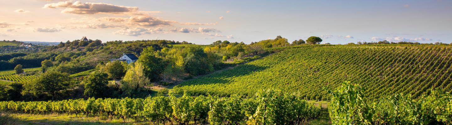 Vin de France