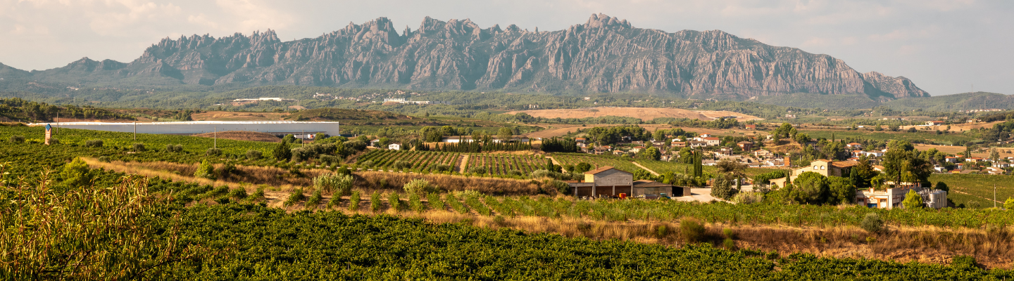 Walencja, Cava DO