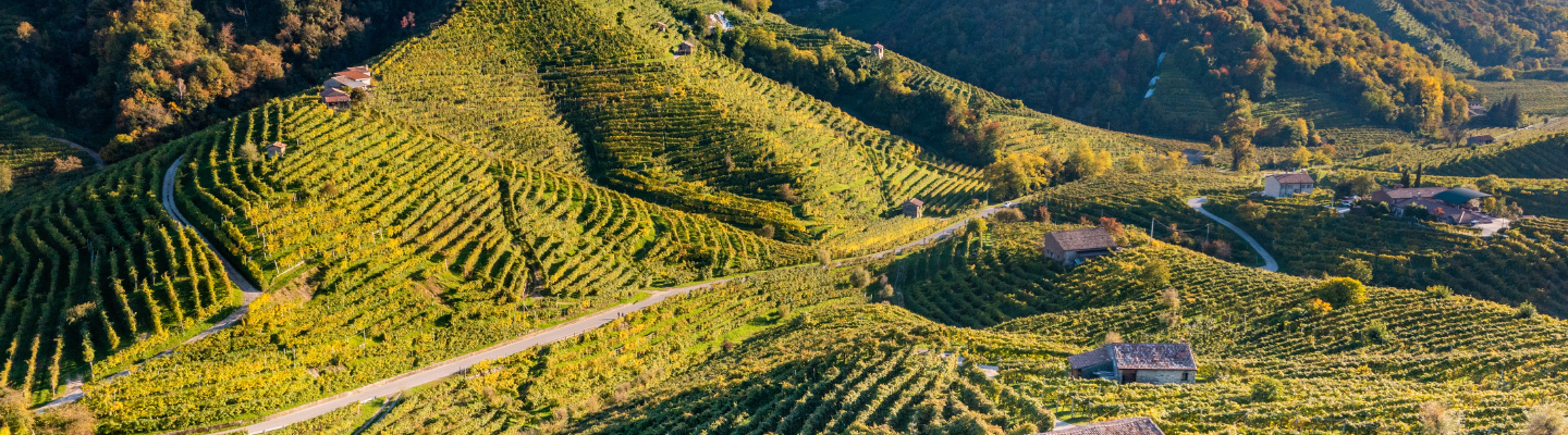 Wenecja Euganejska, Veneto IGP