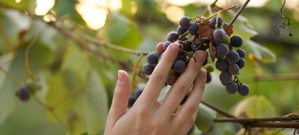 Szlakiem hiszpańskich win organicznych