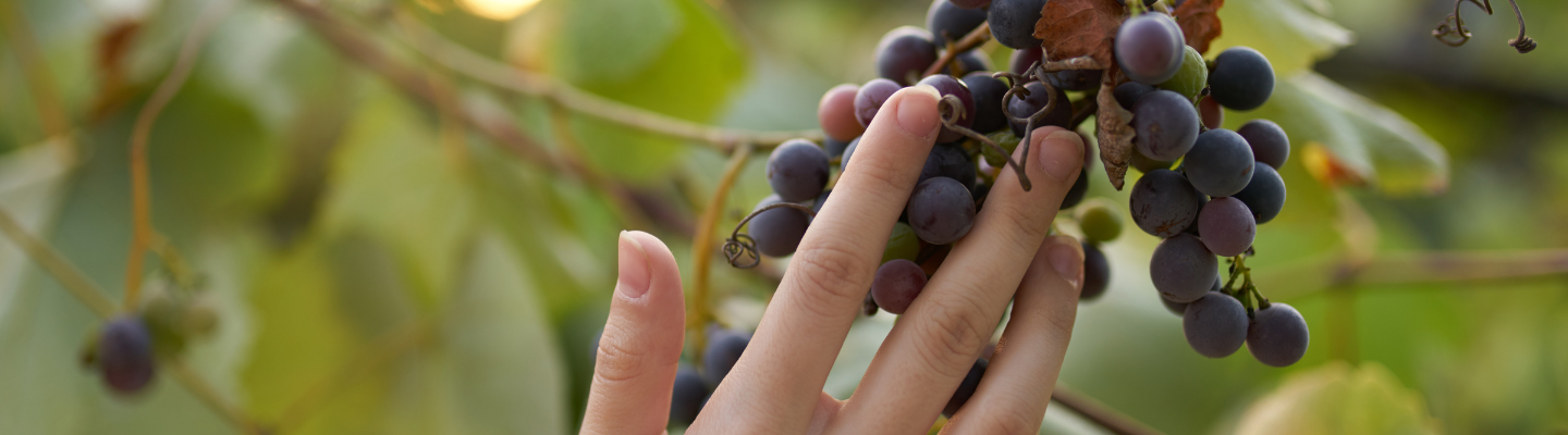 Szlakiem hiszpańskich win organicznych