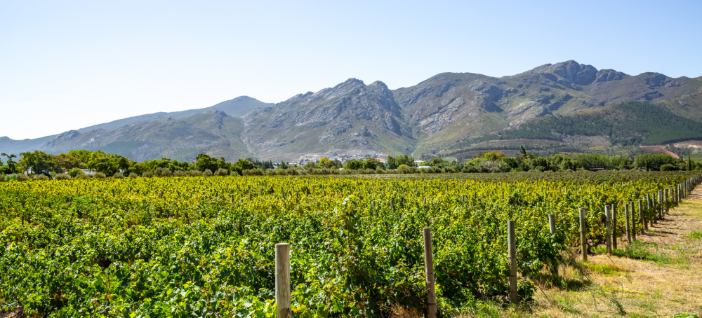 RPA – ikona winiarskiej Afryki