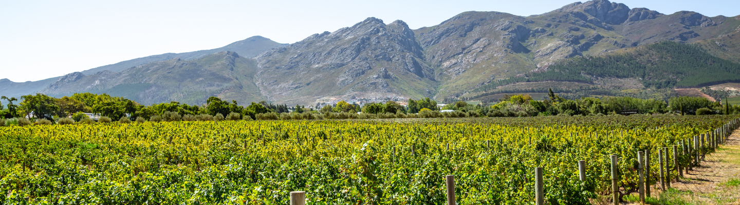 RPA – ikona winiarskiej Afryki