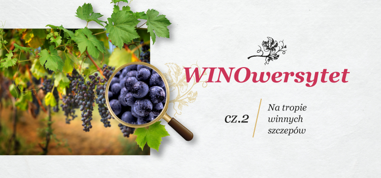 WINOwersytet cz.2 - Na tropie winnych szczepów